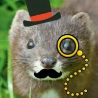 dappermink